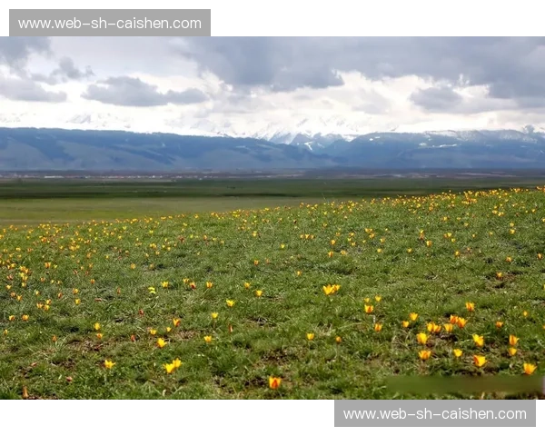 丝路雄鹰与橙色风暴：当哈萨克草原遇见郁金香之国的巅峰博弈